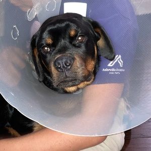 Meet your Posher, Anna